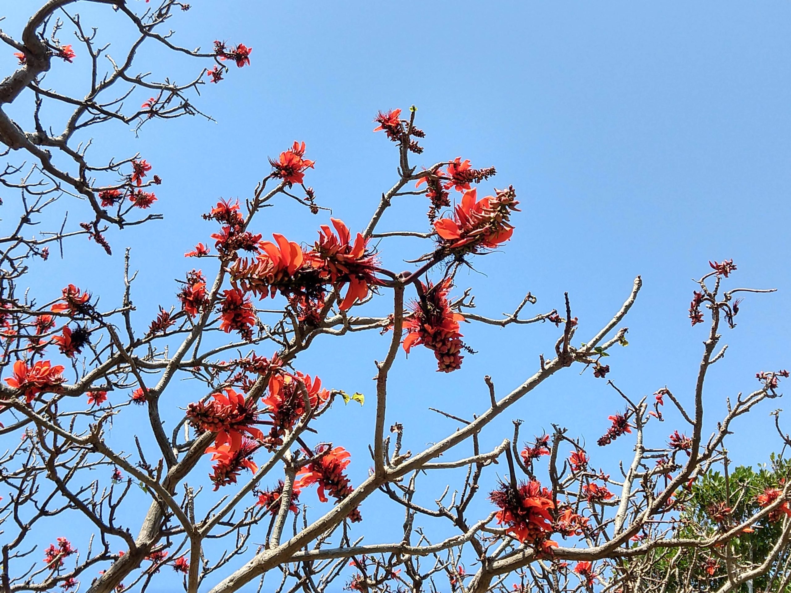 🏞️ 황금숲 공원(쿠가니무이 공원) 이미지 11